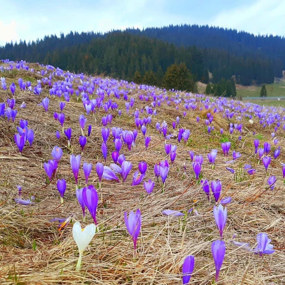 Hotel Coop Rozhen Pamporovo Dış mekan fotoğraf