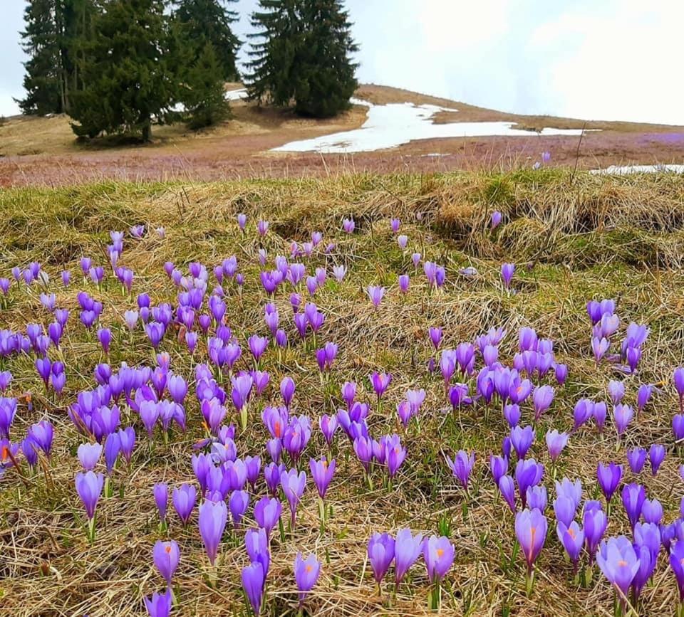 Hotel Coop Rozhen Pamporovo Dış mekan fotoğraf